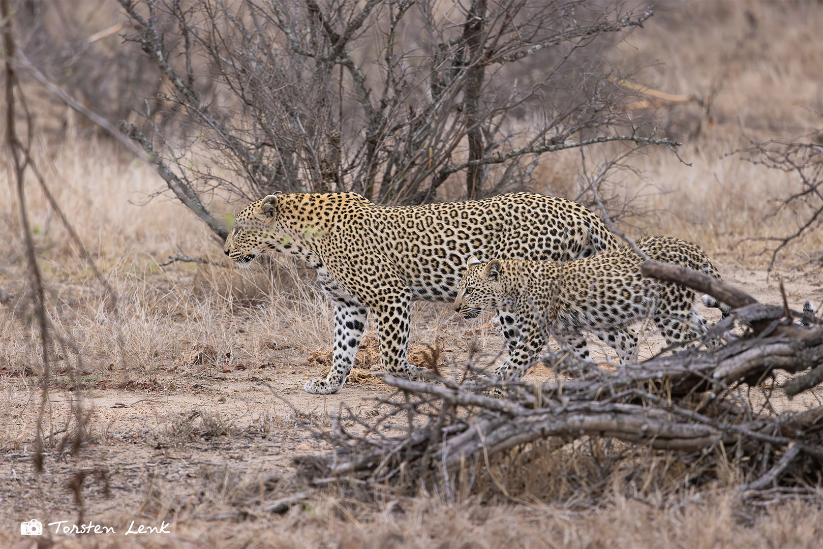 1 Timbavati Game Reserve-fc