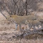 1 Timbavati Game Reserve-fc