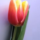 1 Tulpe