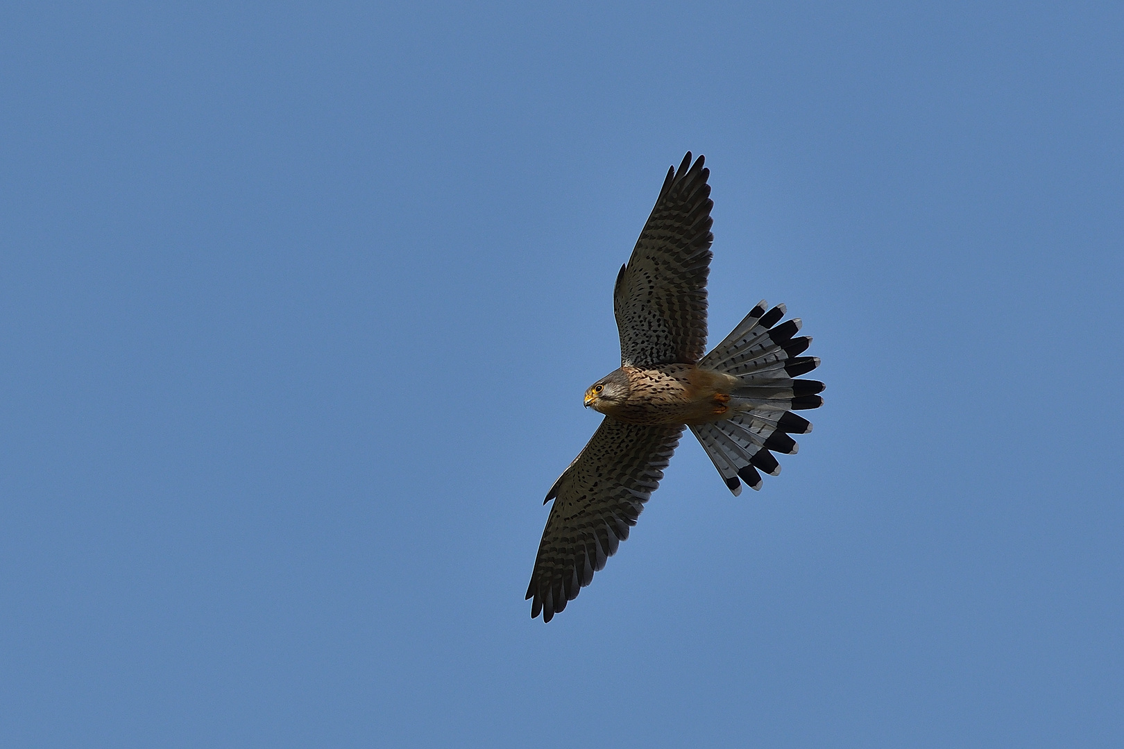 1 ) Turmfalke bei der Jagd