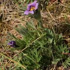 (1) Unglaublich - eine blühende Küchenschelle (Pulsatilla vulgaris) Mitte September!