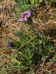 (1) Unglaublich - eine blühende Küchenschelle (Pulsatilla vulgaris) Mitte September!