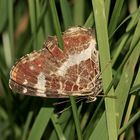 (1) Unterschiedliche Färbungen der Sommerform des Landkärtchens (Araschnia levana f. prorsa)    