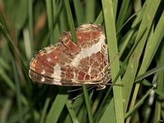 (1) Unterschiedliche Färbungen der Sommerform des Landkärtchens (Araschnia levana f. prorsa)    