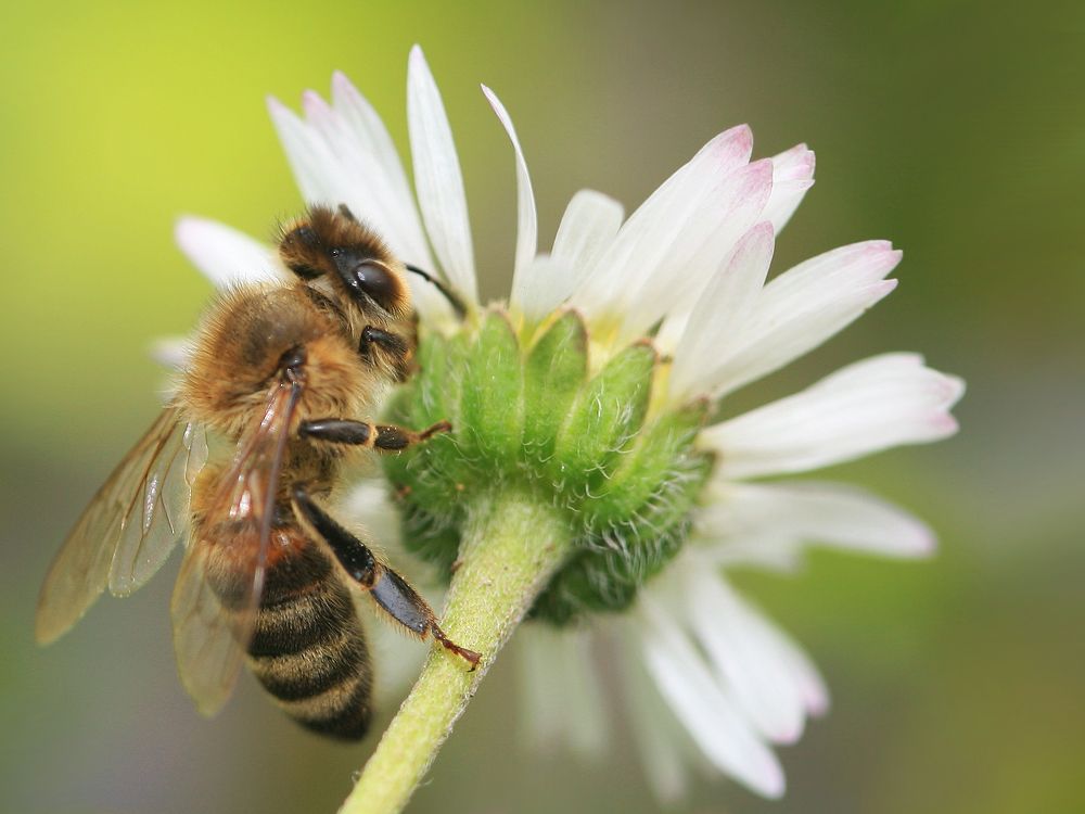 1. Versuch: Biene auf Gänseblümchen