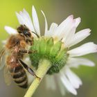 1. Versuch: Biene auf Gänseblümchen