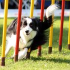 1. Versuche beim Agility