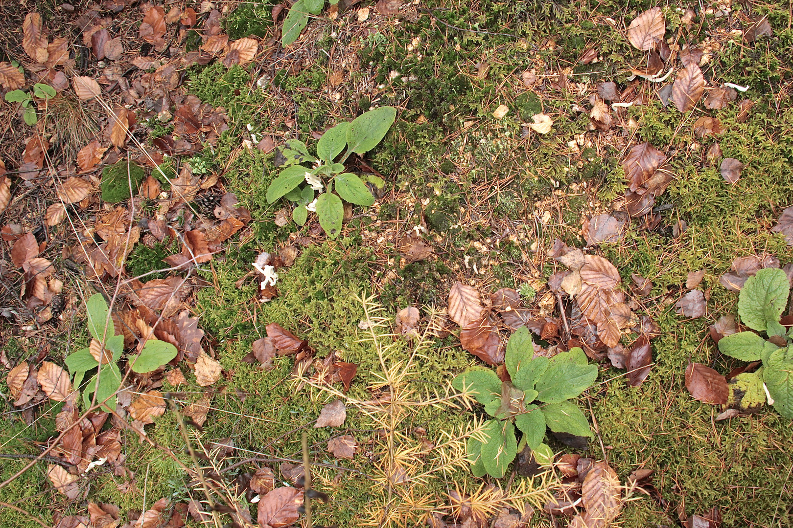 (1) Vier ähnliche, helle, korallenartige Pilze ...