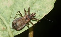 (1) Wanzen als Feinde der Marienkäfer