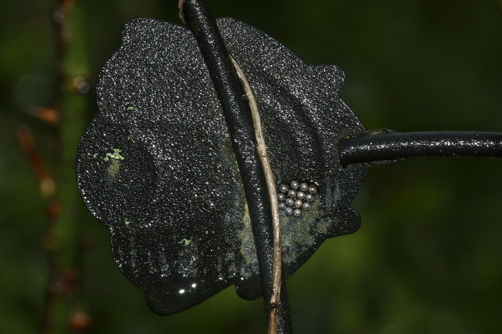 (1) Wanzeneier - hier: Graue Gartenwanze, Rhaphigaster nebulosa