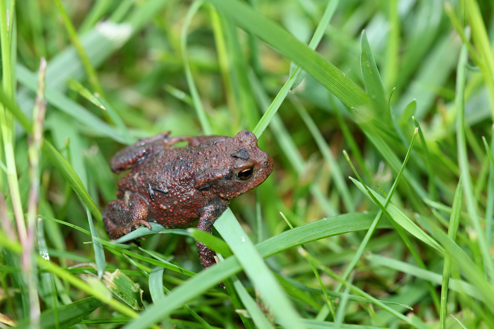 (1) Was so alles im Garten...