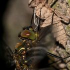 (1) Weibchen der Glänzenden Smaragdlibelle (Somatochlora metallica)