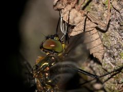 (1) Weibchen der Glänzenden Smaragdlibelle (Somatochlora metallica)