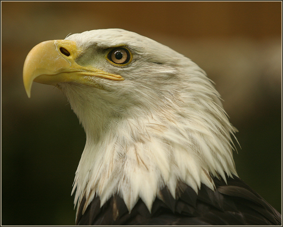 #1 Weißkopfseeadler