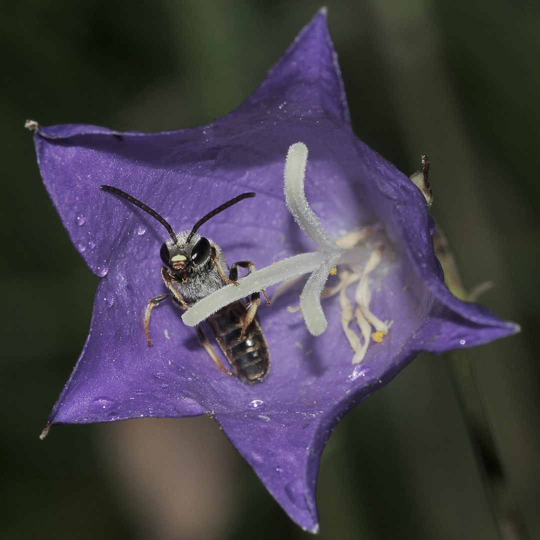 (1) Wenn man als Bienenmännchen schon keinen Pollen sammeln will, ...