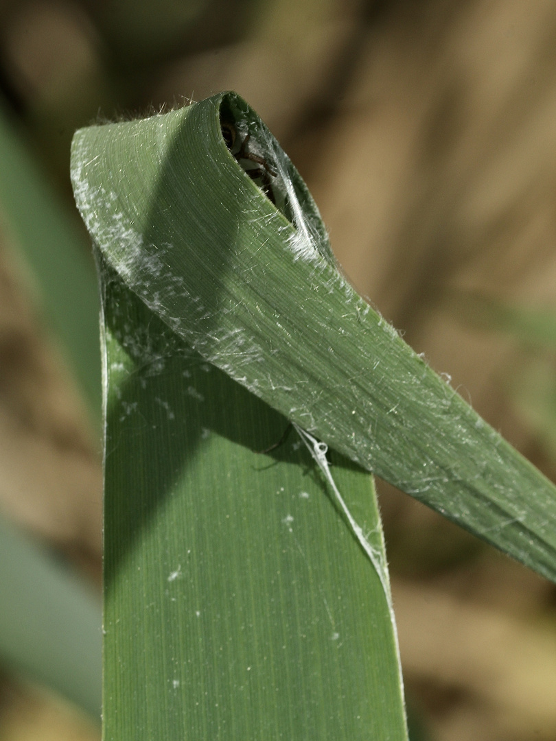 (1) Wenn man ein  zusammengesponnenes Schilfblatt (Phragmites, Abb. 1) auseinanderfaltet, ...