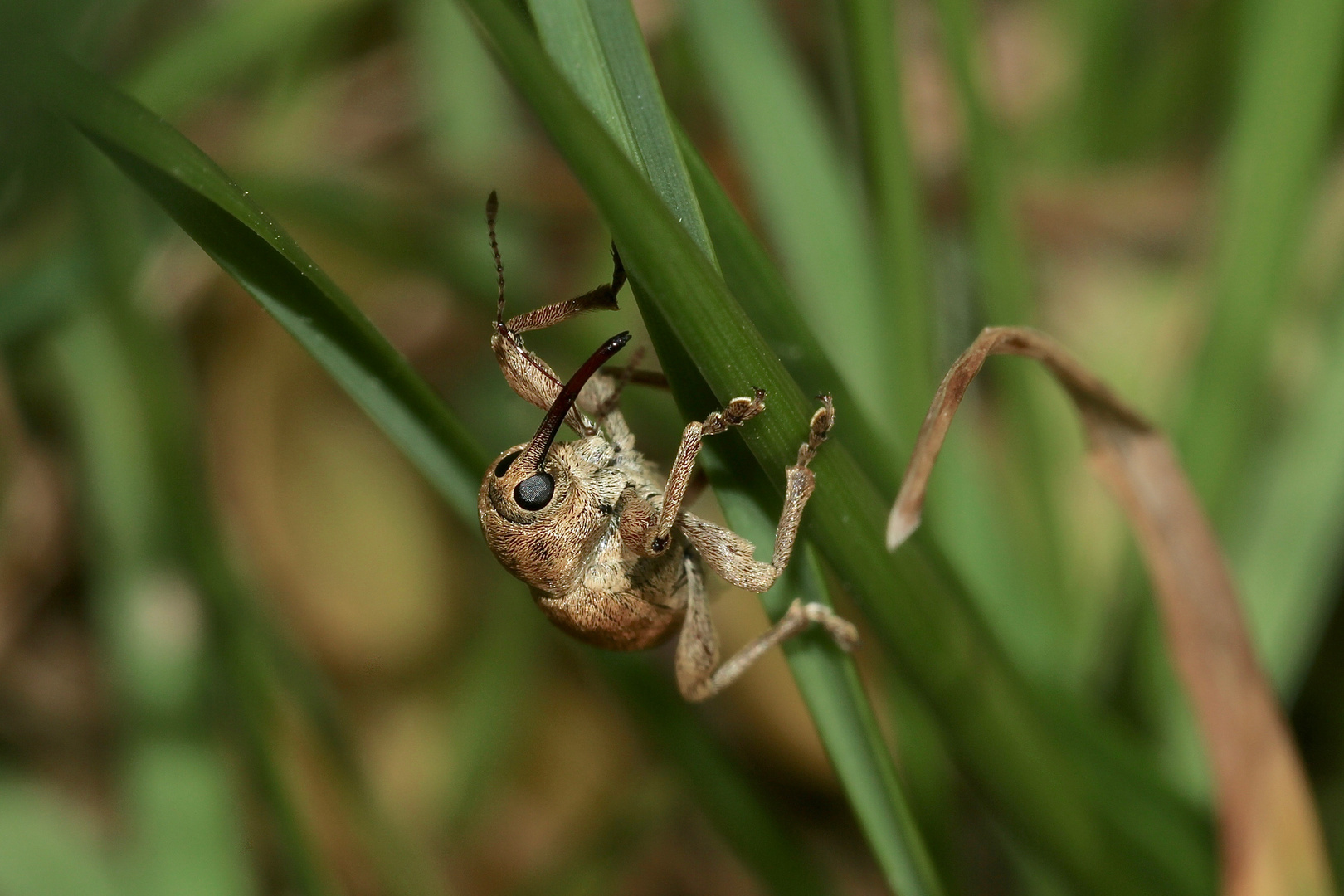 (1) Wer kommt denn da??? Der ADERN-EICHELBOHRER (CURCULIO VENOSUS) ...