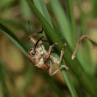 (1) Wer kommt denn da??? Der ADERN-EICHELBOHRER (CURCULIO VENOSUS) ...