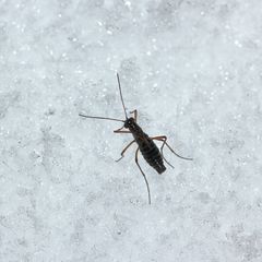 (1) WINTERHAFT (BOREUS WESTWOODI) im Schnee - ein Männchen