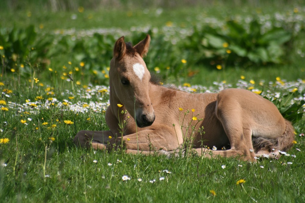 1 Woche altes Quarter Fohlen