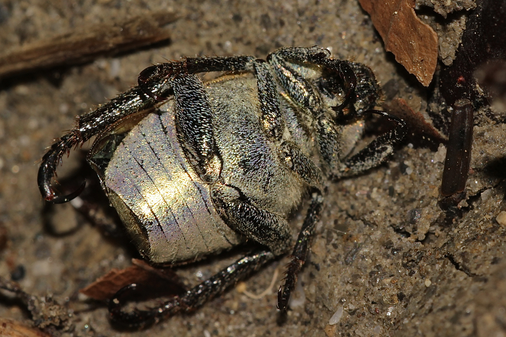 (1) WOCHENENDRÄTSEL!!! - Goldstaub-Laubkäfer (Hoplia argentea = farinosa)/m.,US