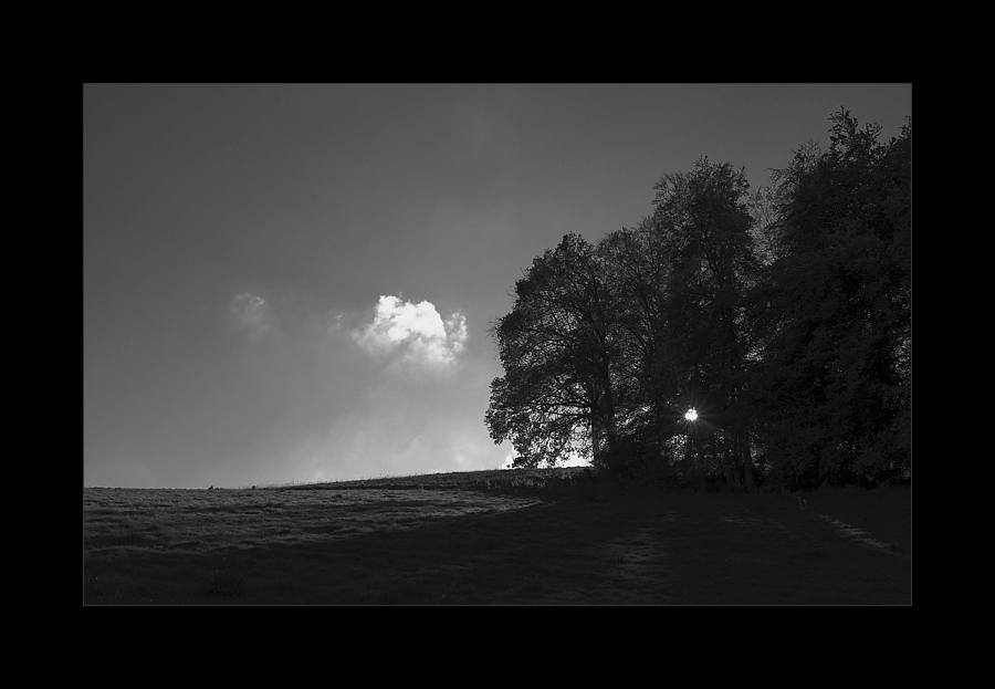 1 Wolke, 1 Sonne, mehrere Bäume, Gegenlicht