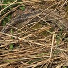 (1) ZAUNEIDECHSEN - meine Namenstagstierchen. LACERTA AGILIS