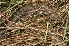 (1) ZAUNEIDECHSEN - meine Namenstagstierchen. LACERTA AGILIS