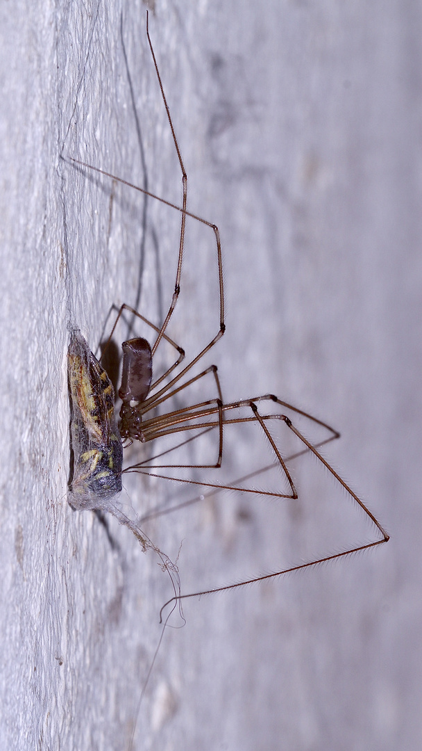 (1) Zitterspinne (Pholcus phalangioides) mit Wespe als Beute