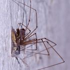 (1) Zitterspinne (Pholcus phalangioides) mit Wespe als Beute