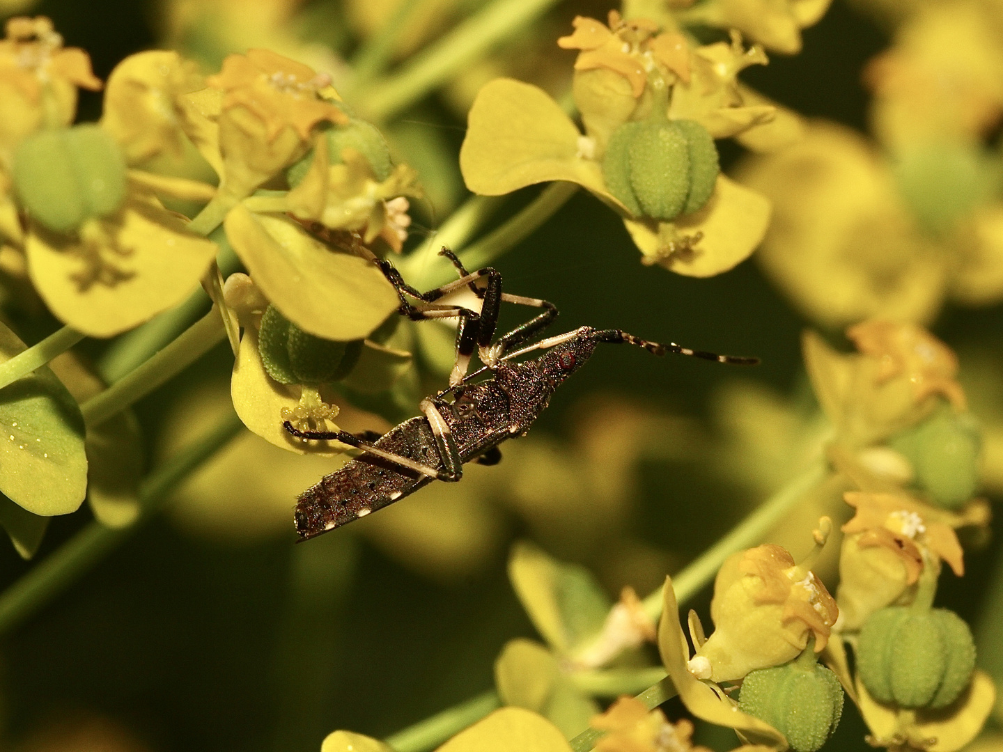 (1) Zur Familie der Wolfsmilchwanzen (Stenocephalidae) ...