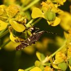 (1) Zur Familie der Wolfsmilchwanzen (Stenocephalidae) ...