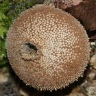 (1) Zwei ältere Flaschenstäublinge (Lycoperdon perlatum)