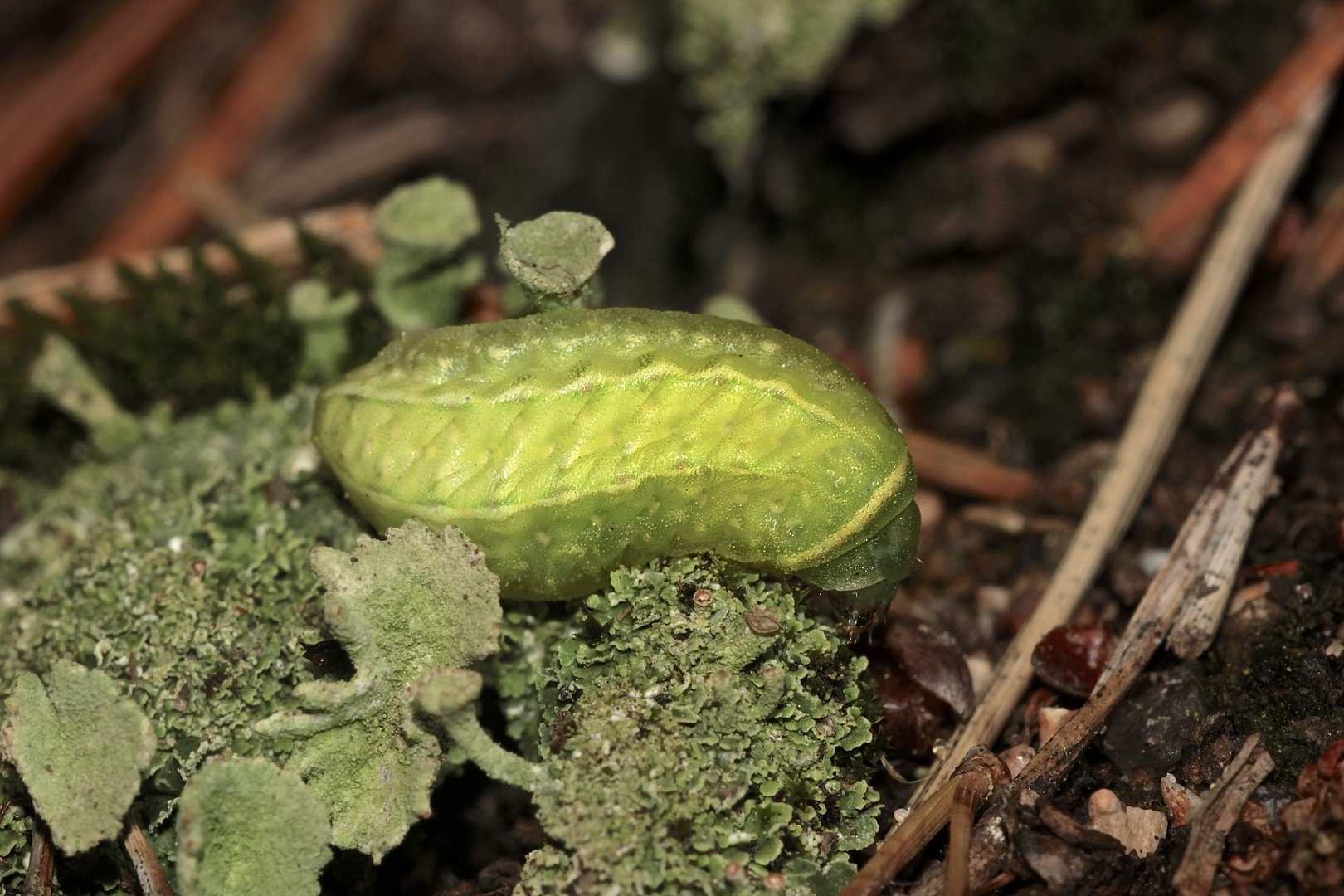 (1) Zwei Raupen des Großen Schneckenspinners (Apoda limacodes) vom 4.10.2017