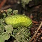 (1) Zwei Raupen des Großen Schneckenspinners (Apoda limacodes) vom 4.10.2017