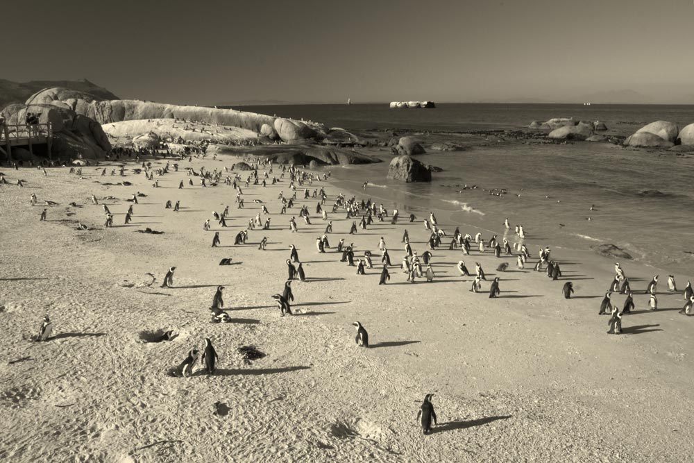 10 000 Pinguine...