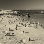 10 000 Pinguine...