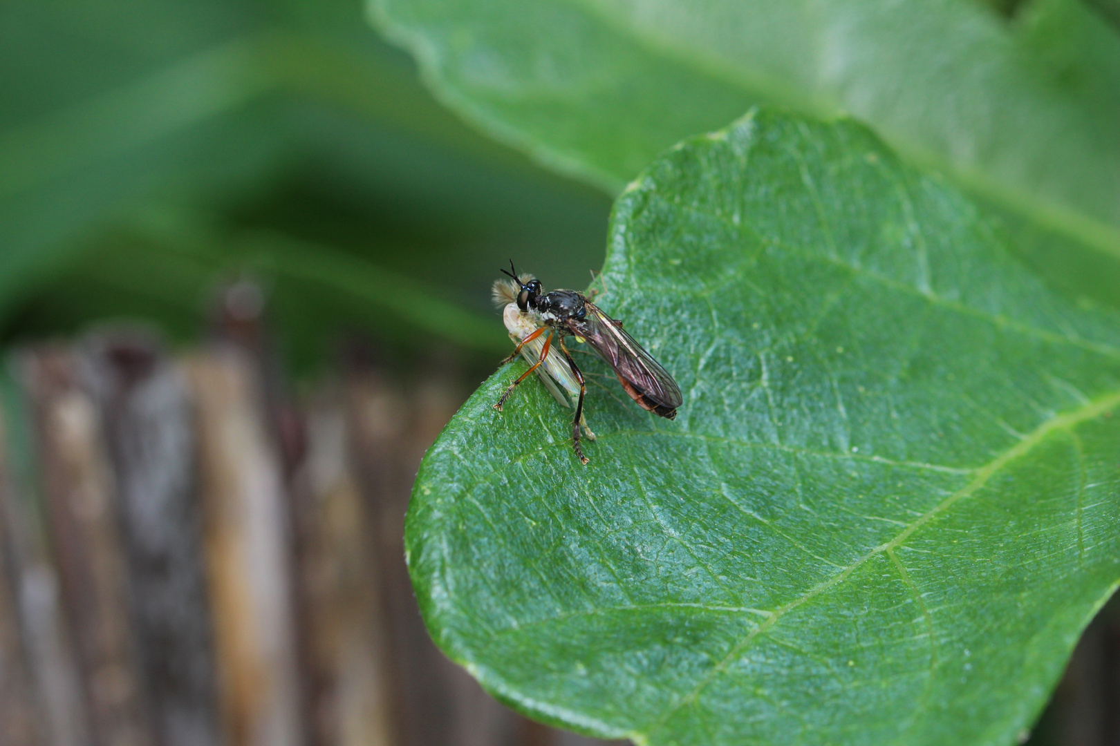 10-06-2020-0013132 - Höcker-Habichtsfliege - Dioctria rufipes mit Beute - Büschelmücke