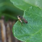 10-06-2020-0013132 - Höcker-Habichtsfliege - Dioctria rufipes mit Beute - Büschelmücke