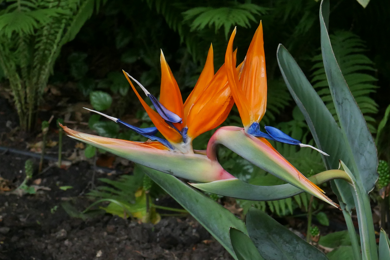 10-06-22 Botanischer Garten Klein Flottbek - 0042