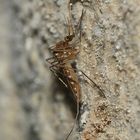 (10) Älteste Höhlenmalereien des Regenstaufiums in der Oberpfalz/Bayern entdeckt!!!