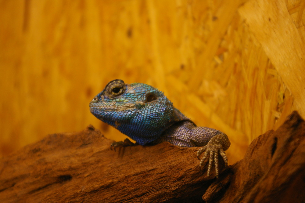 1.0 Agama atricollis - Blaukehlagamen-Bock