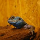 1.0 Agama atricollis - Blaukehlagamen-Bock