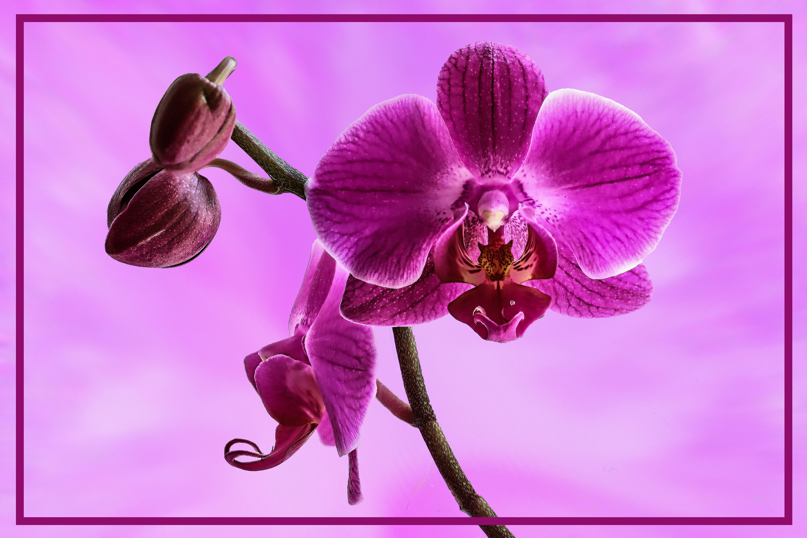 10. April-Geburtstags-Orchidee