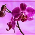 10. April-Geburtstags-Orchidee