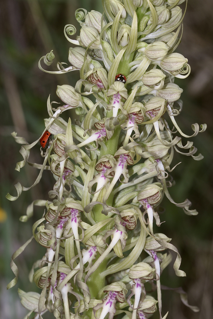 (10) Auflösung des letzten Wochenendrätsels: Die BOCKS-RIEMENZUNGE (HIMANTOGLOSSUM HIRCINUM))