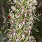 (10) Auflösung des letzten Wochenendrätsels: Die BOCKS-RIEMENZUNGE (HIMANTOGLOSSUM HIRCINUM))