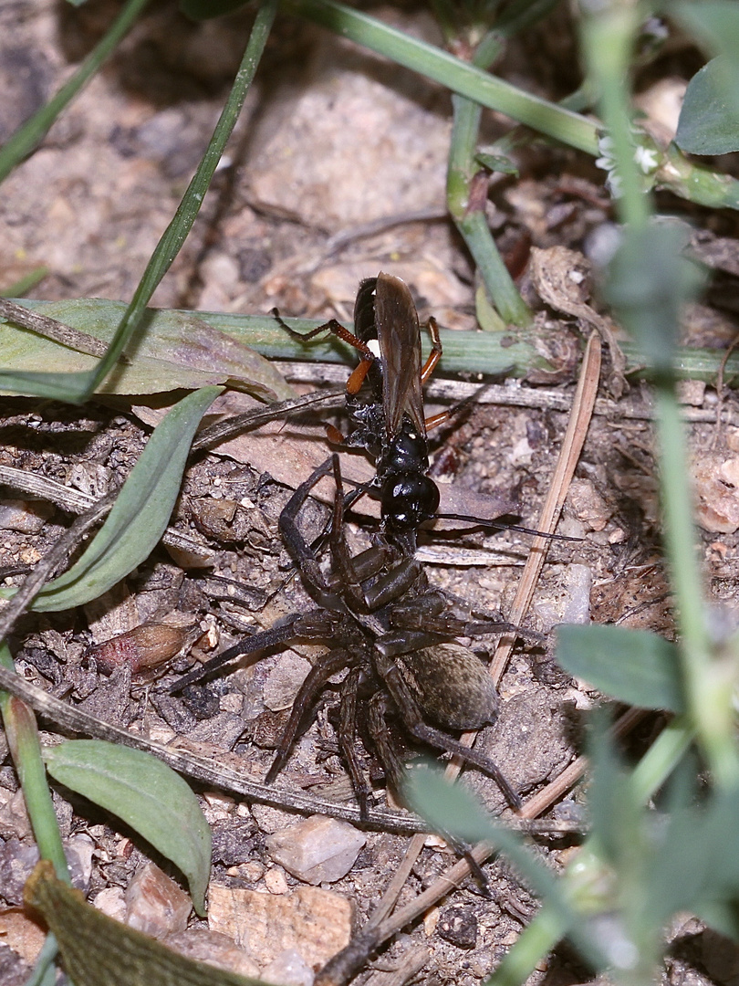 (10) "Beifang" aus der Wildbienenkolonie in Neukappl/Opf., Sommer 2019