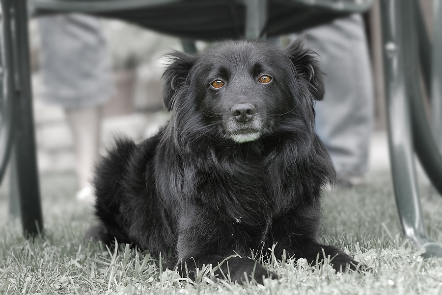 10 Bitten des Hundes an den Menschen