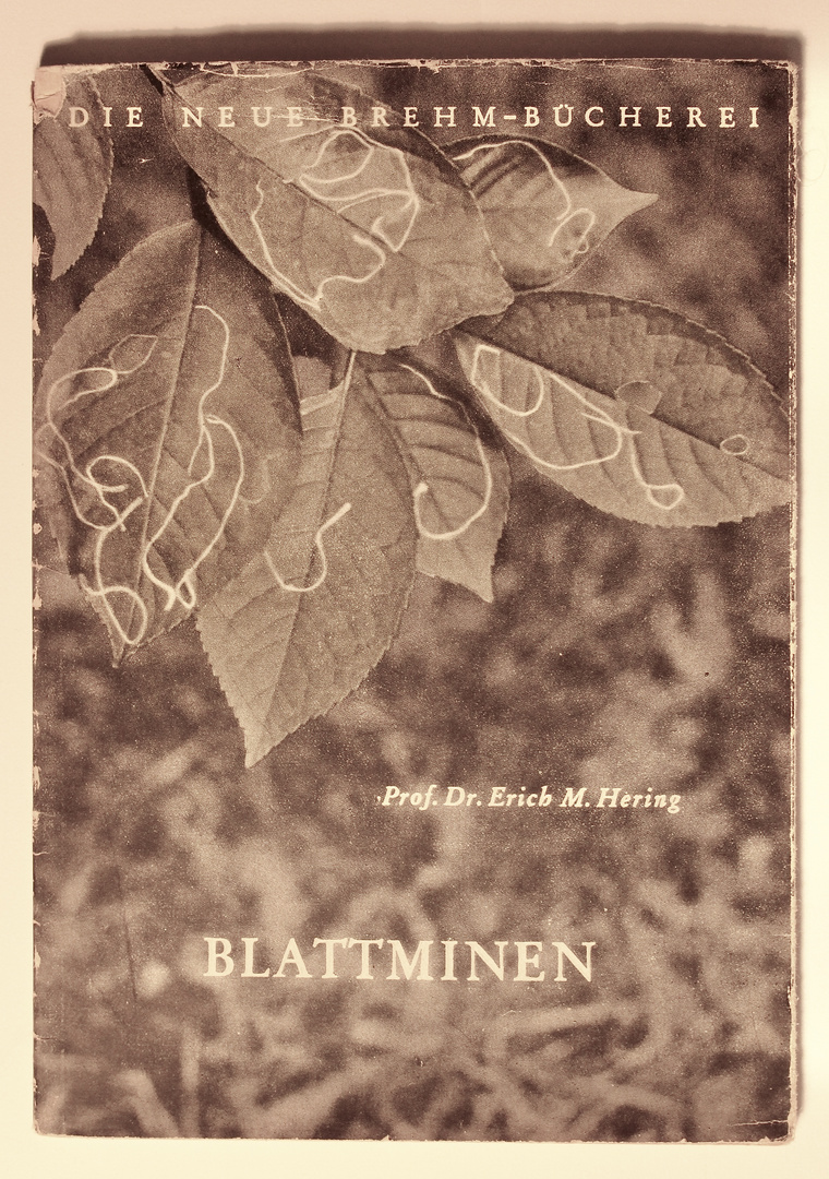 (10) Blattminen - Tischeria ekebladella / M. Hering ...